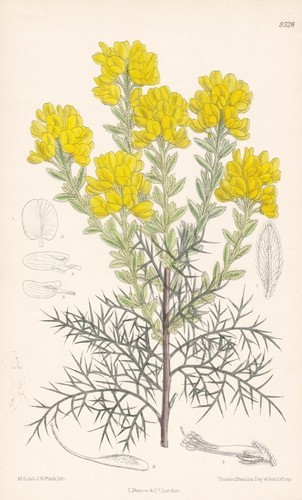 Genista hispanica fleur - hispanica,