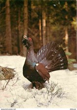 Animaux - Oiseaux - Grand