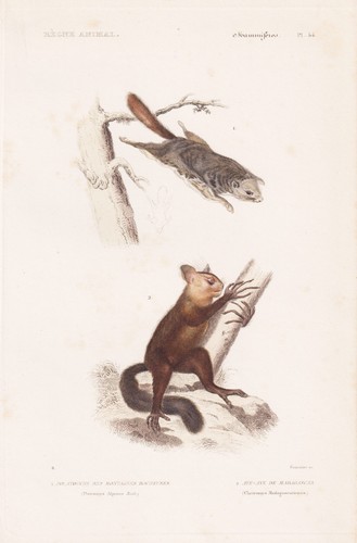 écureuil pteromys volant - Écureuil,