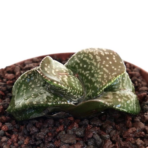 Gasteria armstrongii white - gasteria,