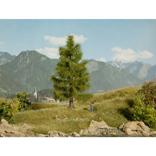 Noch 0021816 arbre épicéa - arbre,