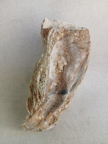 Ostrea crassissima huitre - ostrea,