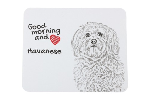 Bichon havanais sous - -main, de