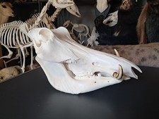 Crâne de phacochère ; Phacochoerus africanus #0208