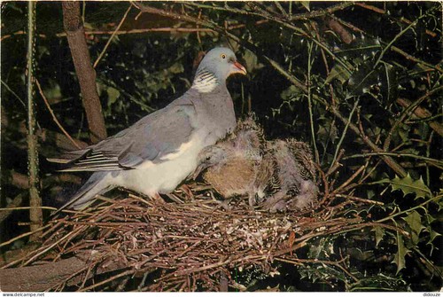 Carte postale animaux - animaux,