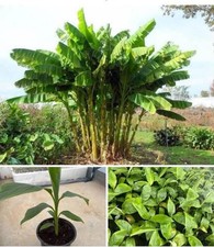 Musa japonica 'Basjoo' - Bananier du Japon rustique