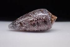 134 - Sea shells -Conus