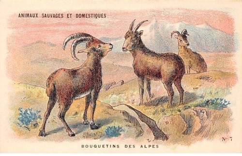 Chromos cor12097 animaux - chromos,