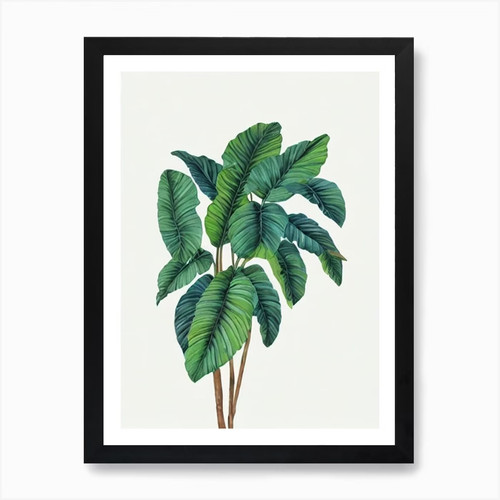Lady palm - lady,