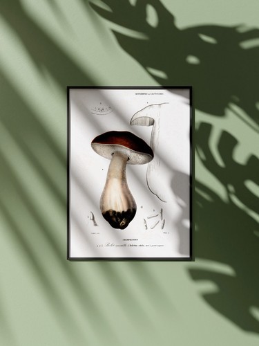 Affiche champignons vintage - affiche,