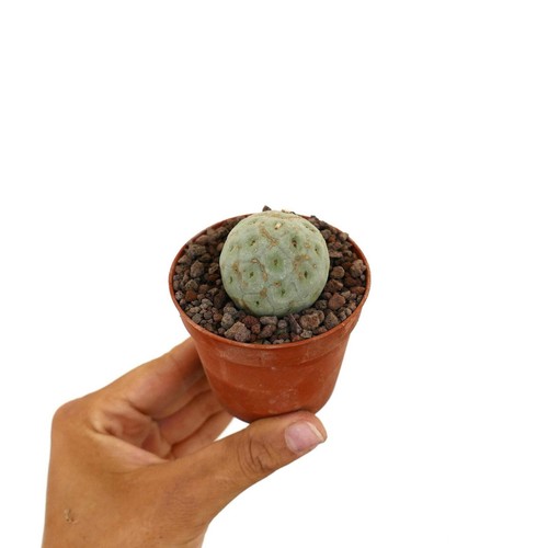 Tephrocactus geometricus one - tephrocactus,