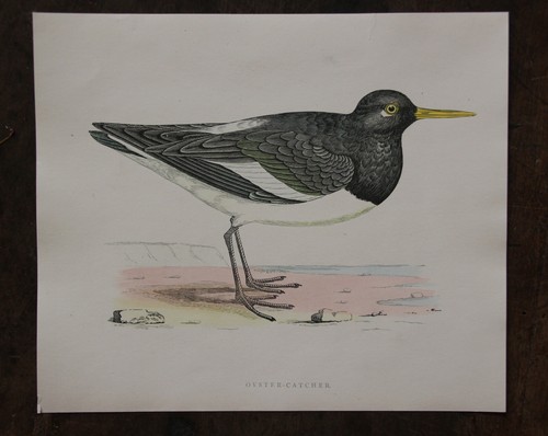 Gravure oiseau anglaise - , xixe
