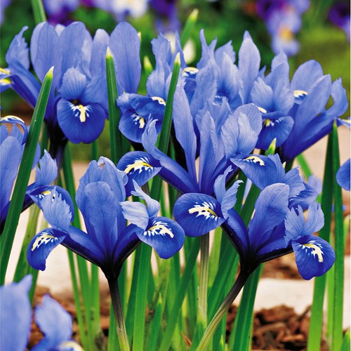 Bulbes iris fleurs - bulbes,