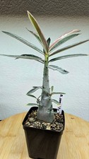 Adenium somalense nova 'tanzania'  ➡️--- VERY RARE PLANT---CAUDEX