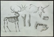 1836 - Squelette et crâne de