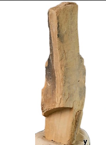 Bois fossilisé pétrifié - bois, fossilisé,