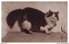 ASHP7-0405-CHAT - CHAT PERSAN TRICOLORE