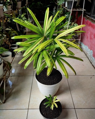Palm rhapis excelsa variegated - rhapis,