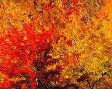 Rea fine art photography red and yellow fall colors matted wall art picture