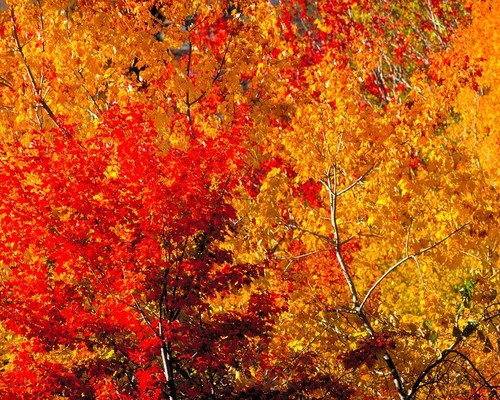 Rea fine art photography red