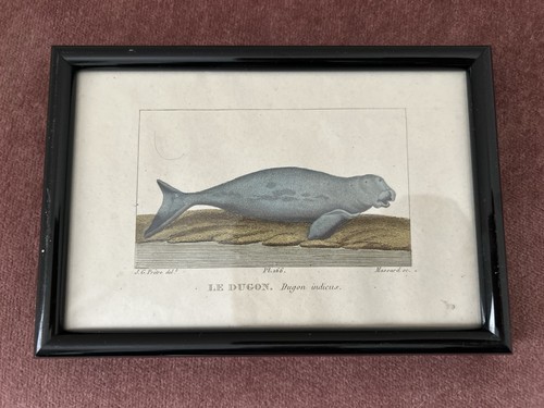 Gravure ancienne animaux le - ancienne,