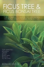 Bernard Brook Ficus Tree and