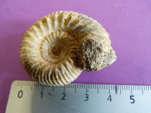 Ammonites bajocien - du,