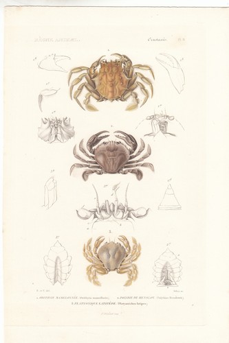 Original rare hand colored - original,