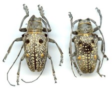 Cerambycidae - Couple (pair)