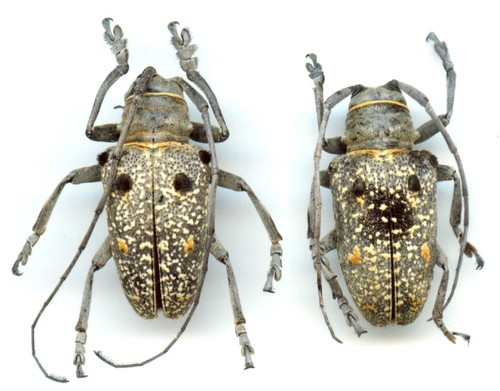 Cerambycidae couple - -, (pair)