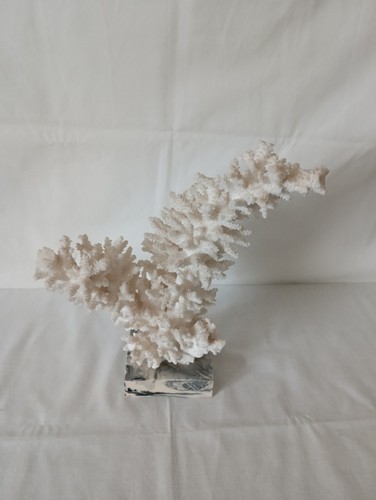Coral corail exceptionell - -,