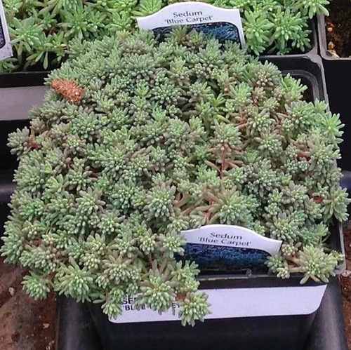 Sedum blue carpet orpin - carpet',