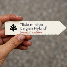 Clivia miniata 'Belgian
