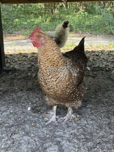 Dozen beautifully speckled - 1,