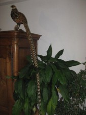 TAXIDERMIE FAISAN VENERE LOT 2