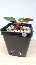 Euphorbia ramena n°96