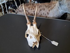 Crâne de chevreuil " wry nose