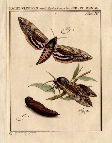 Antique print privet - print-privet, hawk
