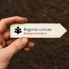 Begonia urticae | 1000 SEEDS -