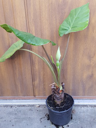Alocasia macrorrhiza borneo - alocasia, 'borneo