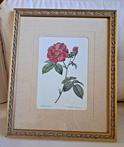 Print reproduction rosa - print,