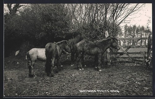 Dartmoor poneys carte - poneys,,
