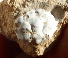 CRABE FOSSILE ÉOCÈNE DE L'AUDE