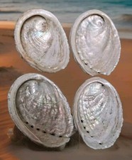 Coquilles D'ormeaux Nacre Naturelle Bretagne Abalone Oreille De Mer ( ref 9 )