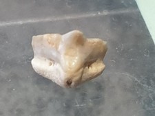 SHARK TOOTH - GINGLYMOSTOMA