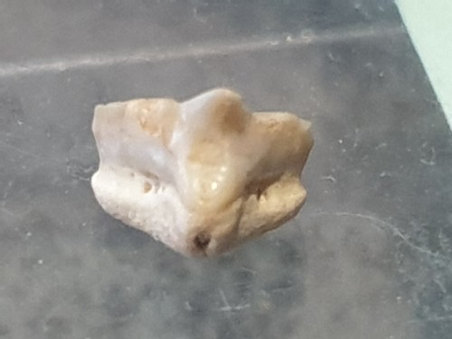 Shark tooth ginglymostoma - shark,