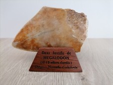 Dent fossile megalodon - de,