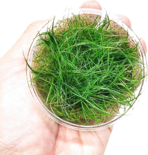 Dwarf hairgrass eleocharis - dwarf,