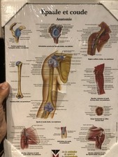 Planche Anatomie Épaule Et