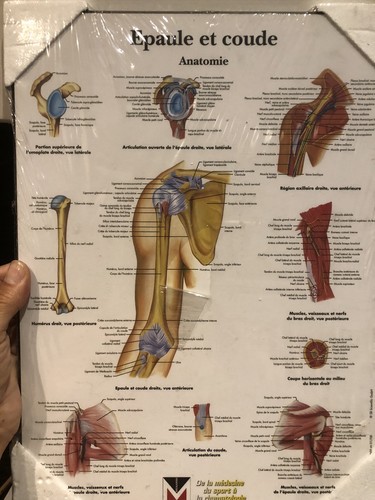 Planche anatomie épaule - planche,